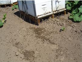  Dead bees on gound indicative of pesticide kill; photo by Ellen Topitzhofer
